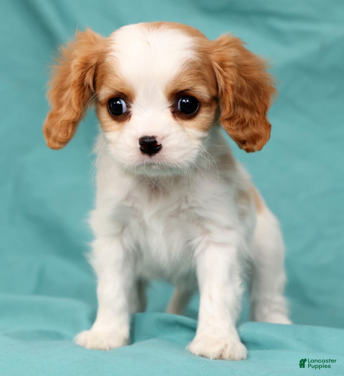 Cavalier King Charles Spaniel dogs Naveah - Ad 1