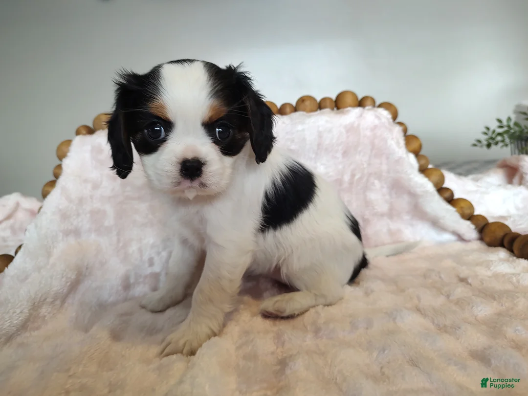 Cavalier King Charles Spaniel dogs for sale: Pansy  - Ad 3