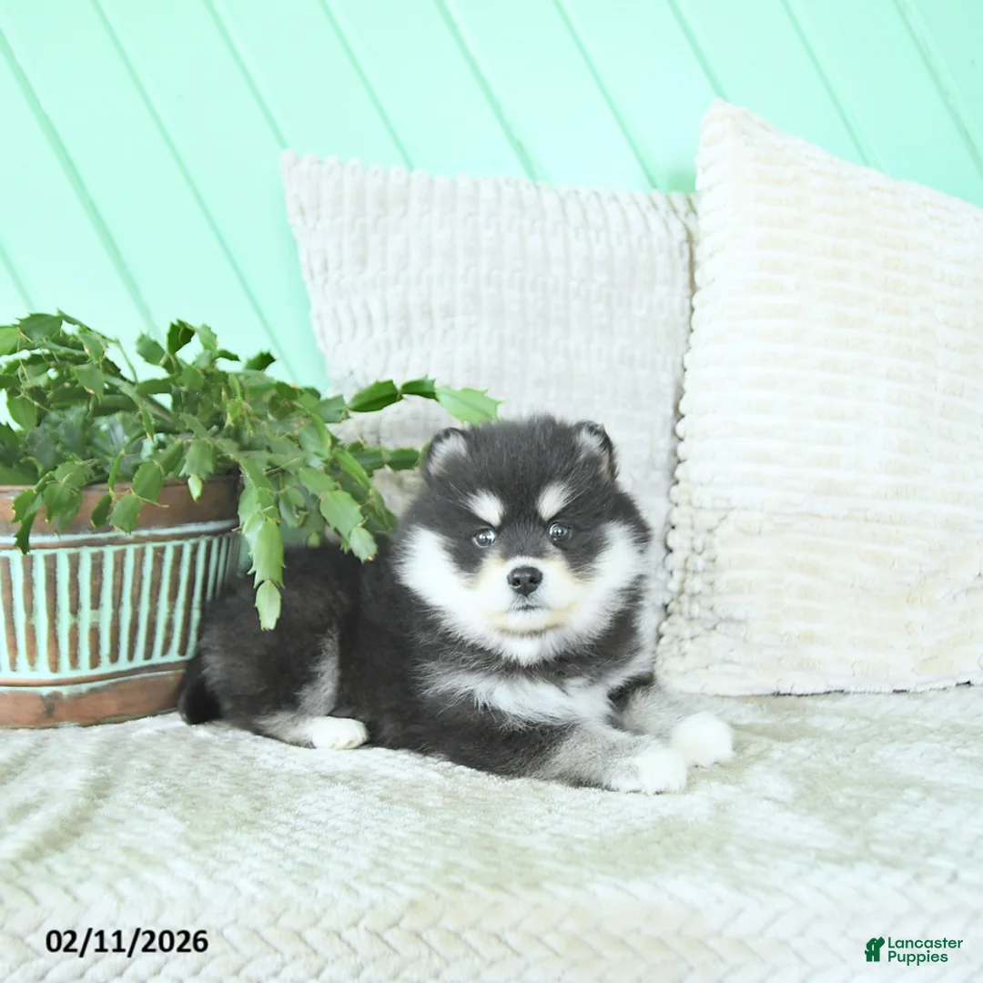 Pomsky dogs for sale: Lexi  - Ad 1