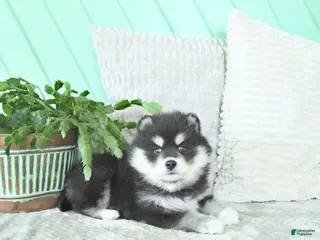 Pomsky dogs Lexi - Ad 33