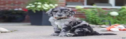 Newfypoo dogs for sale: Simon - Ad 5