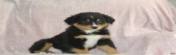 Australian Shepherd dogs for sale: Parker - Ad 4