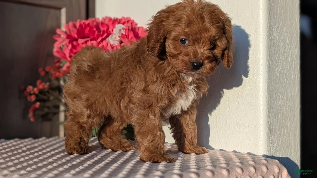 Cavapoo dogs for sale: Turbo  - Ad 2