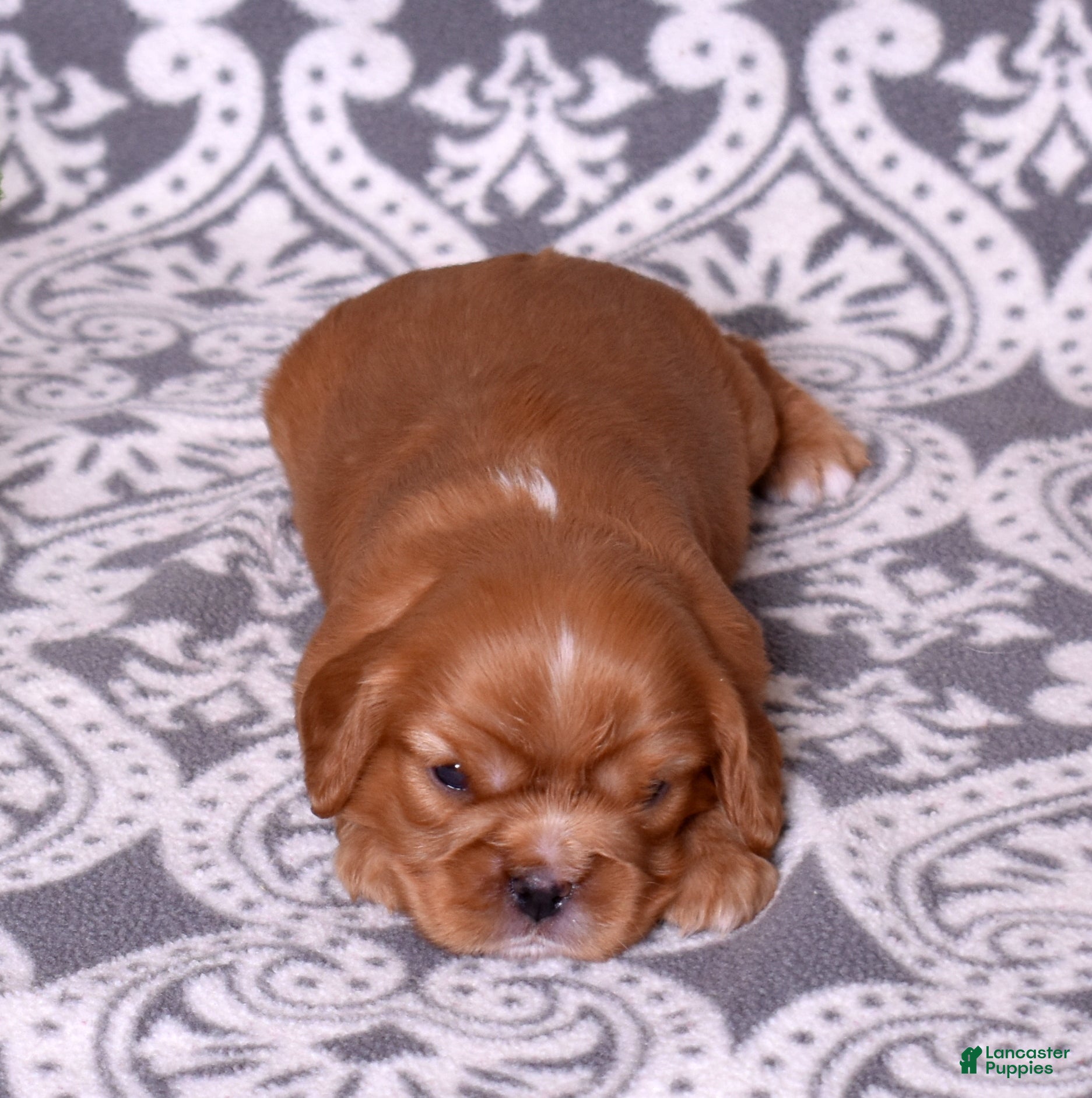 Cavalier King Charles Spaniel dogs Becky - Ad 2