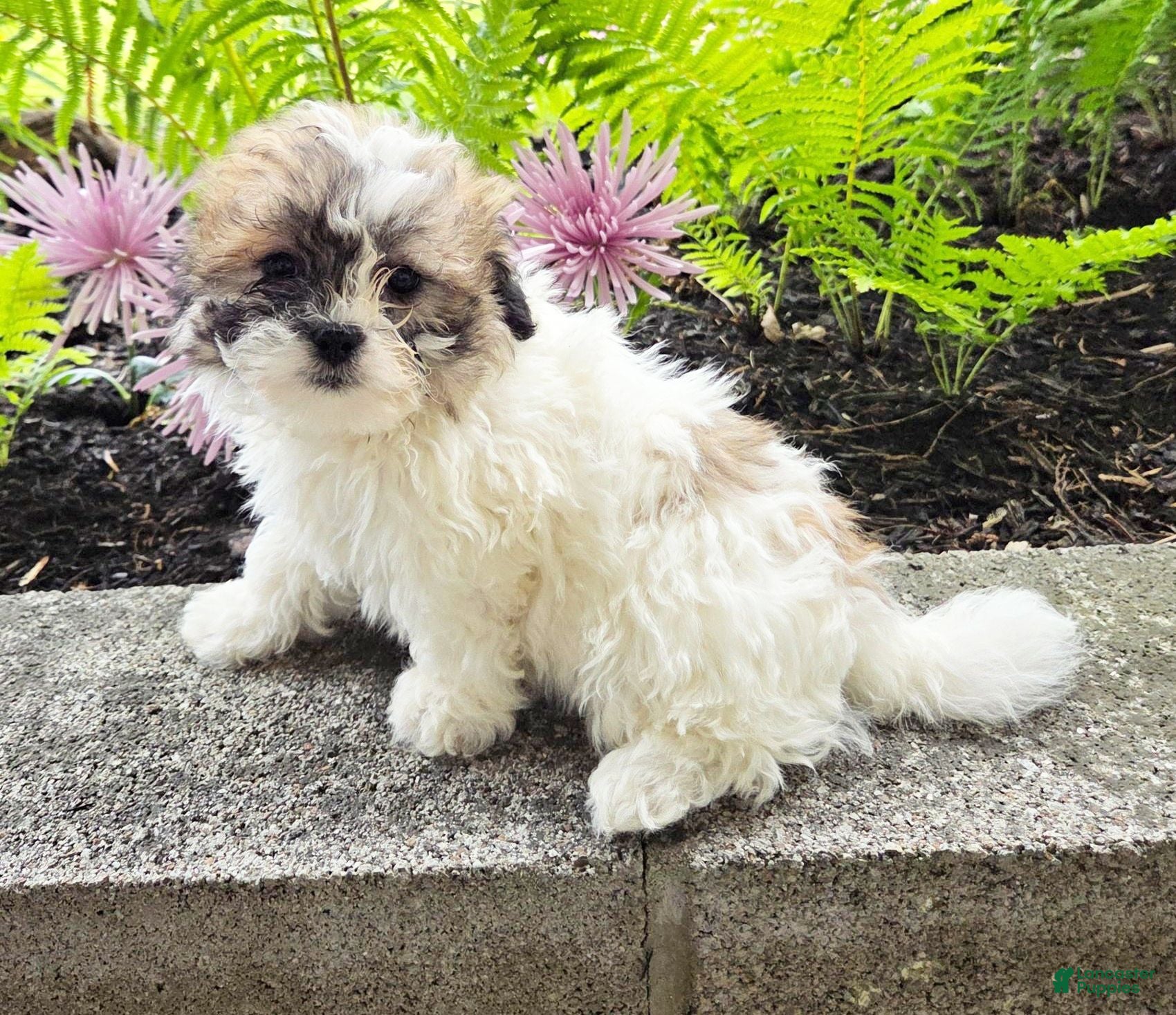 Teddy Bear dogs Tammy - Ad 2