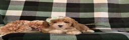 Bichpoo dogs for sale: Ashlee - Ad 6
