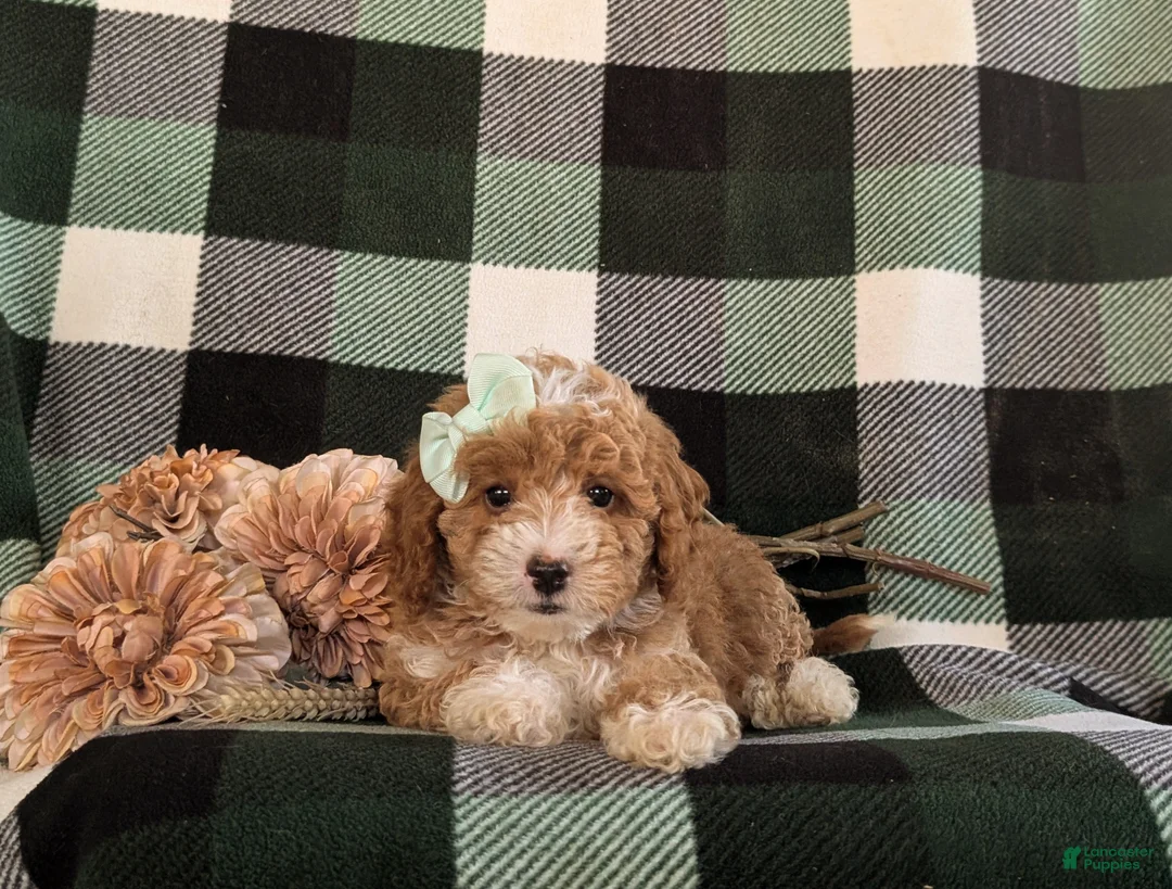 Bichpoo dogs for sale: Ashlee - Ad 6