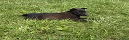 Belgian Malinois dogs for sale: Cleveland - Ad 2