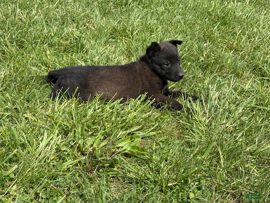 Belgian Malinois dogs for sale: Cleveland - Ad 2