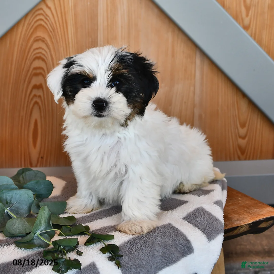 Biewer Terrier dogs for sale: Mervin - Ad 13