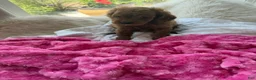 Mini Goldendoodle dogs for sale: Lucy - Ad 3