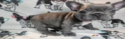 French Bulldog dogs for sale: Keyshia Cole Female Blue Reverse Brindle  - Ad 7