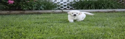 Golden Retriever dogs for sale: Yeti - Ad 1