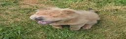 Shar Pei dogs for sale: Roman - Ad 9