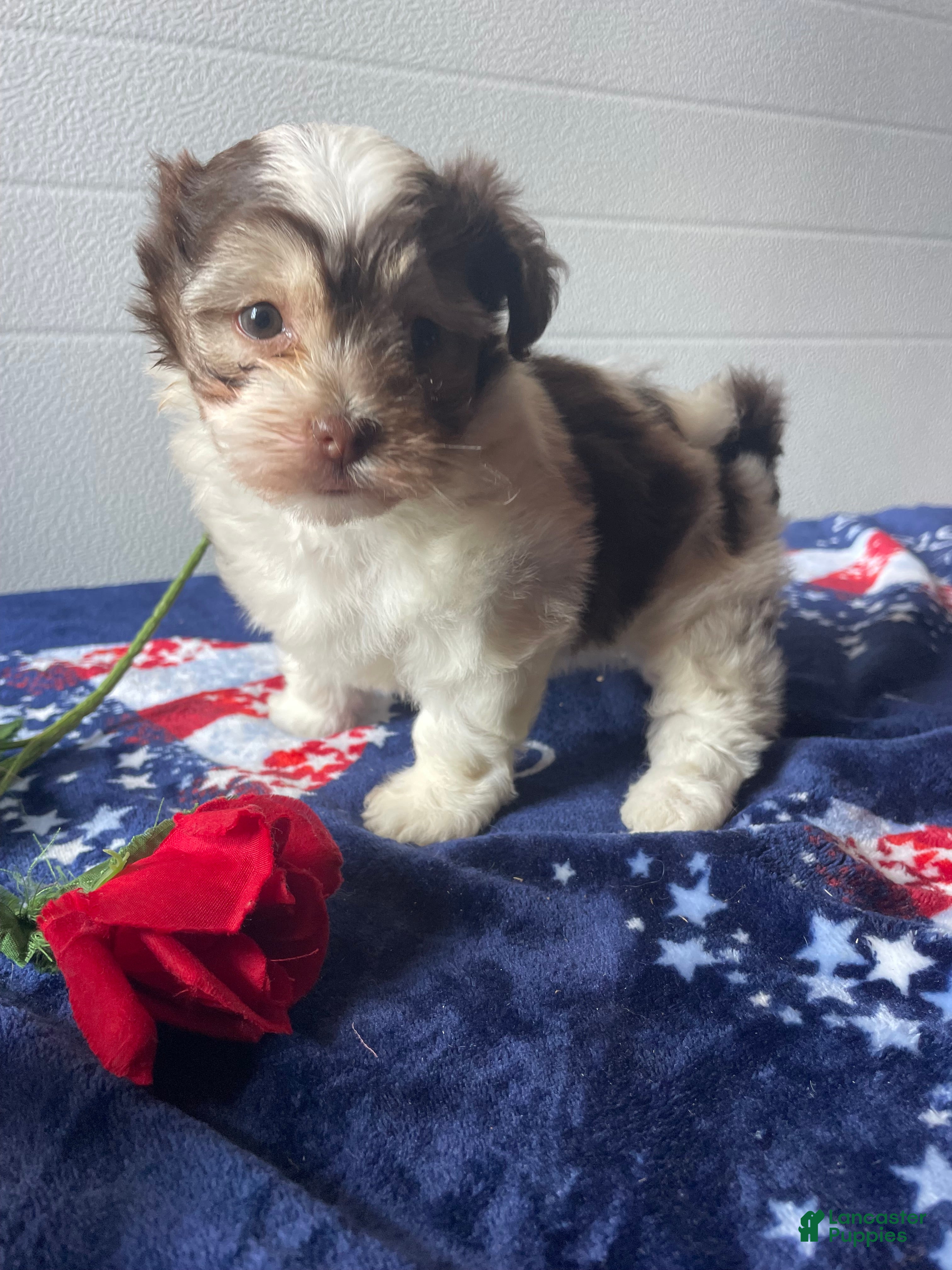 Havanese dogs Rinna - Ad 20
