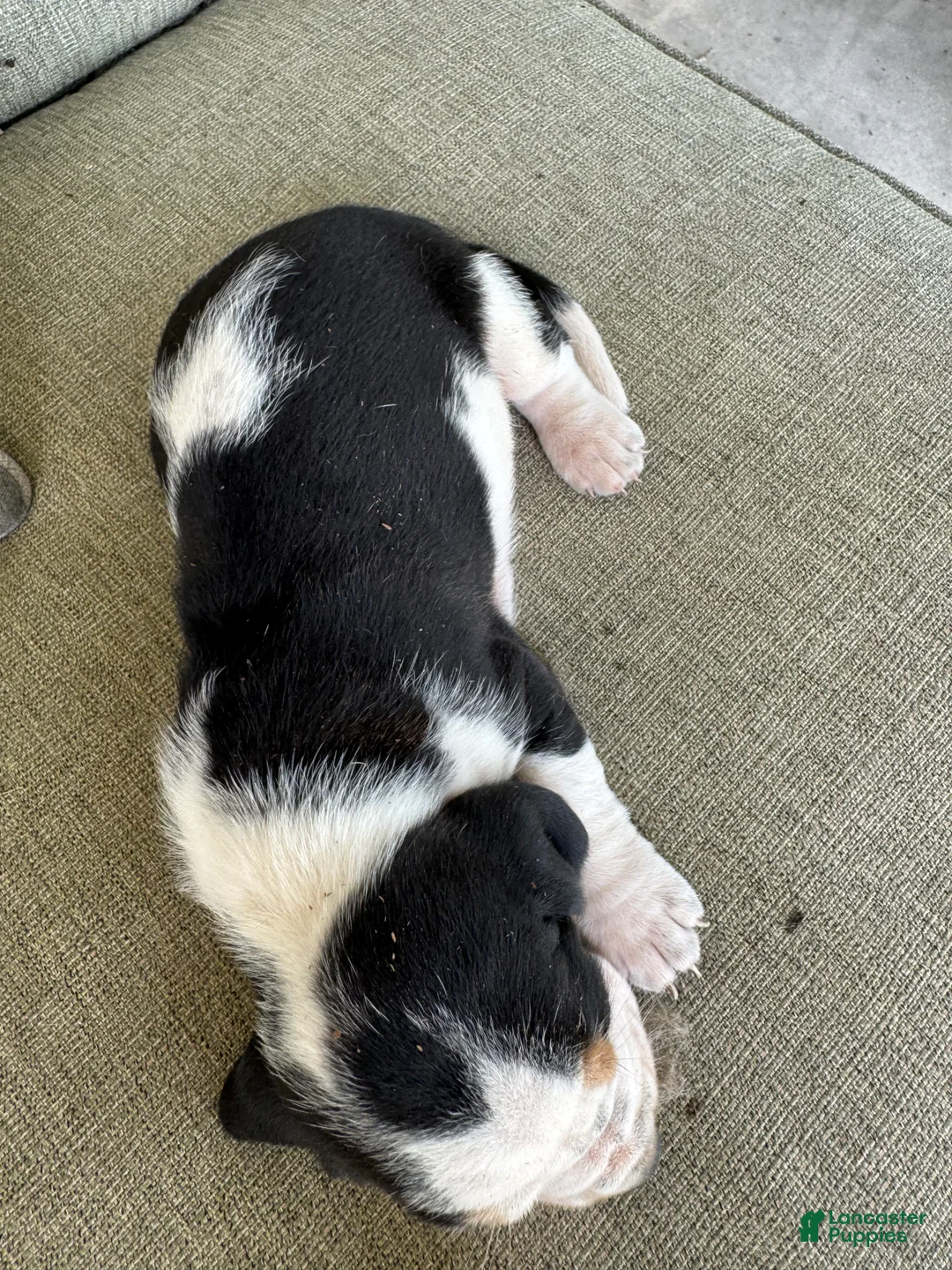Basset Hound dogs for sale: Basset Hound 3 - Ad 2