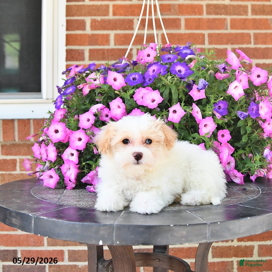 Maltipoo dogs Suni - Ad 2