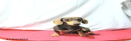 Miniature Dachshund dogs for sale: Samson - Ad 7