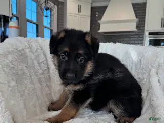 German Shepherd dogs German Shepherd Puppy 2 - Ad 12