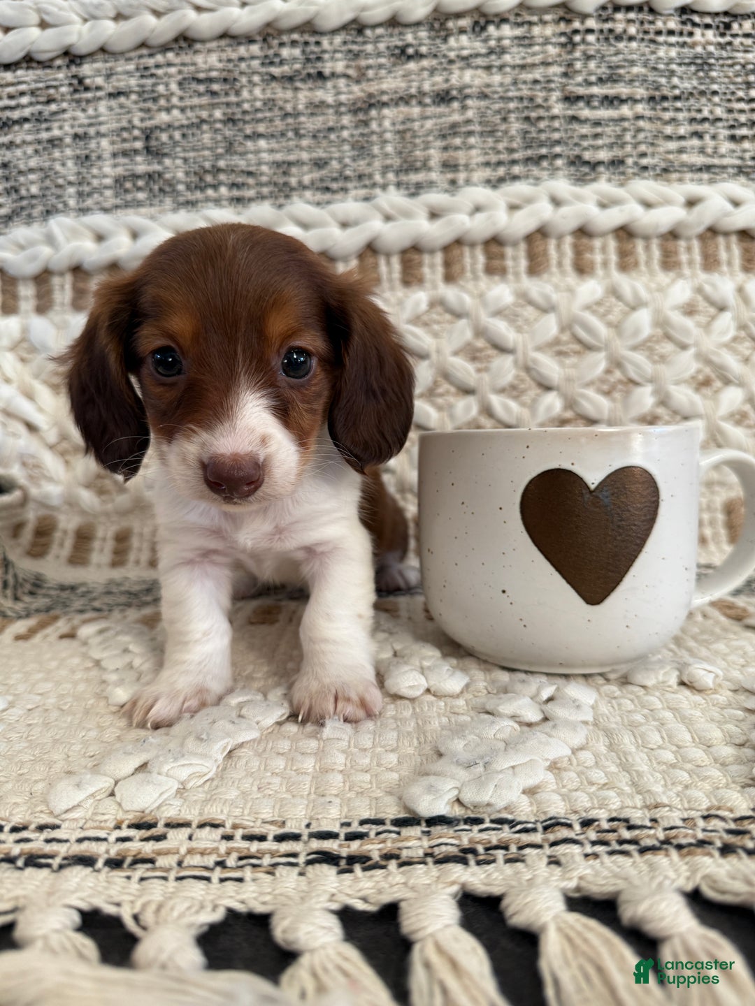 Miniature Dachshund dogs for sale: Lady - Ad 15