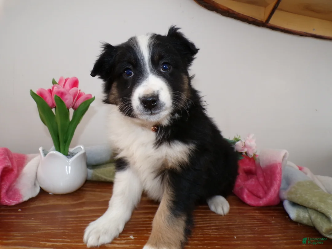 Mini Aussiedoodle dogs for sale: Mini Aussiedoodle Puppy 8 Tommy Lee - Ad 3