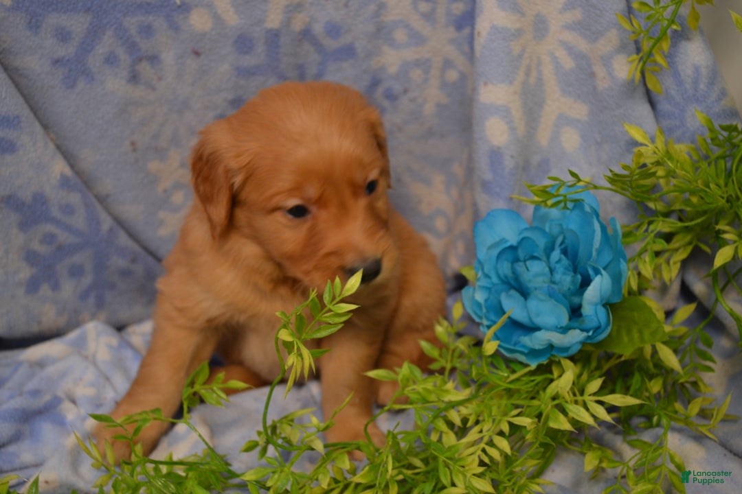 Golden Retriever dogs for sale: Akela - Ad 6