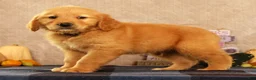Golden Retriever dogs for sale: Justin - Ad 4