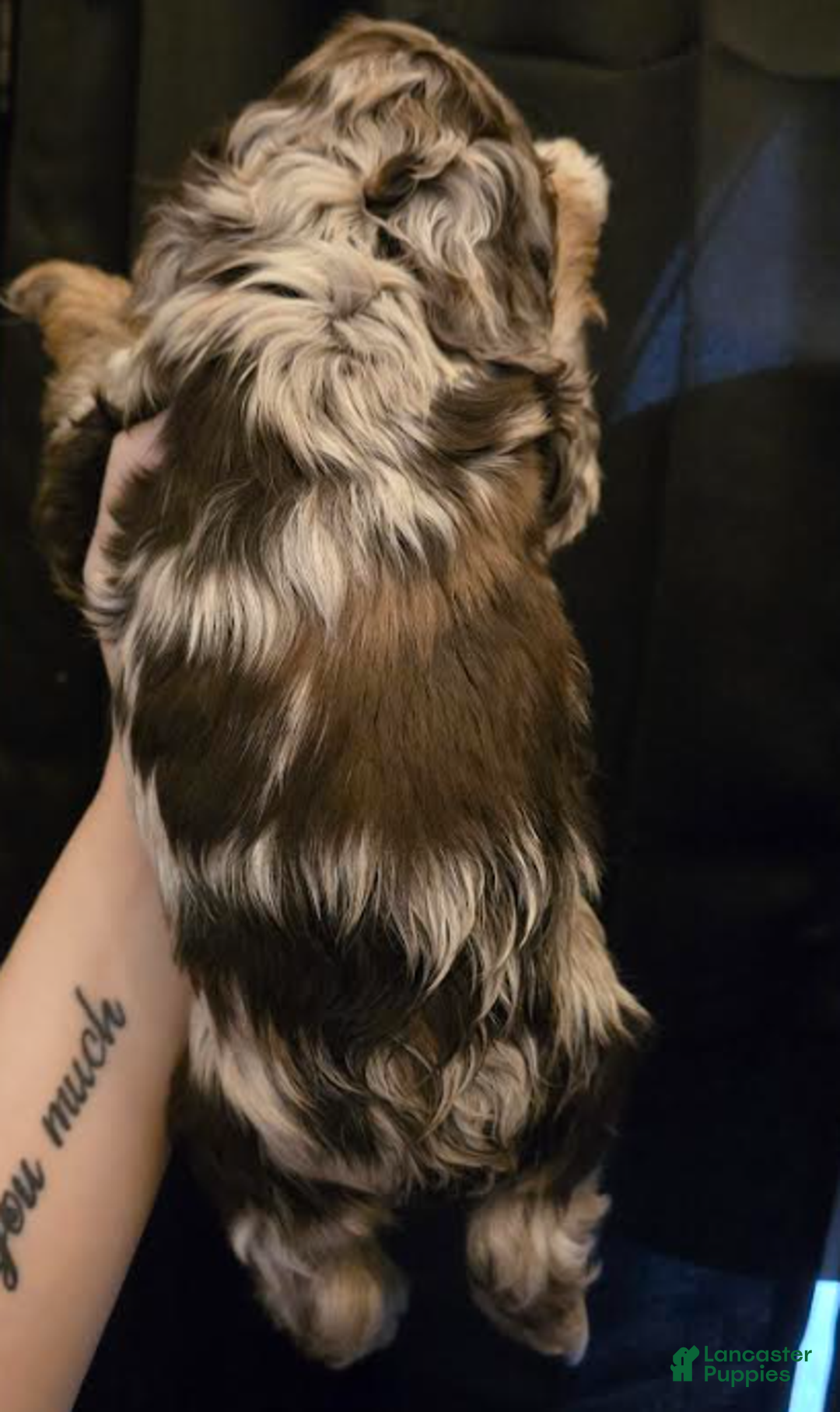 Cocker Spaniel dogs for sale: Lexi - Ad 3