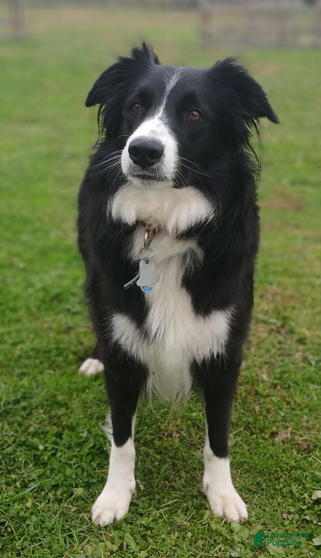 Mixed Breed dogs for sale:  Border Collie Blend - Ad 5