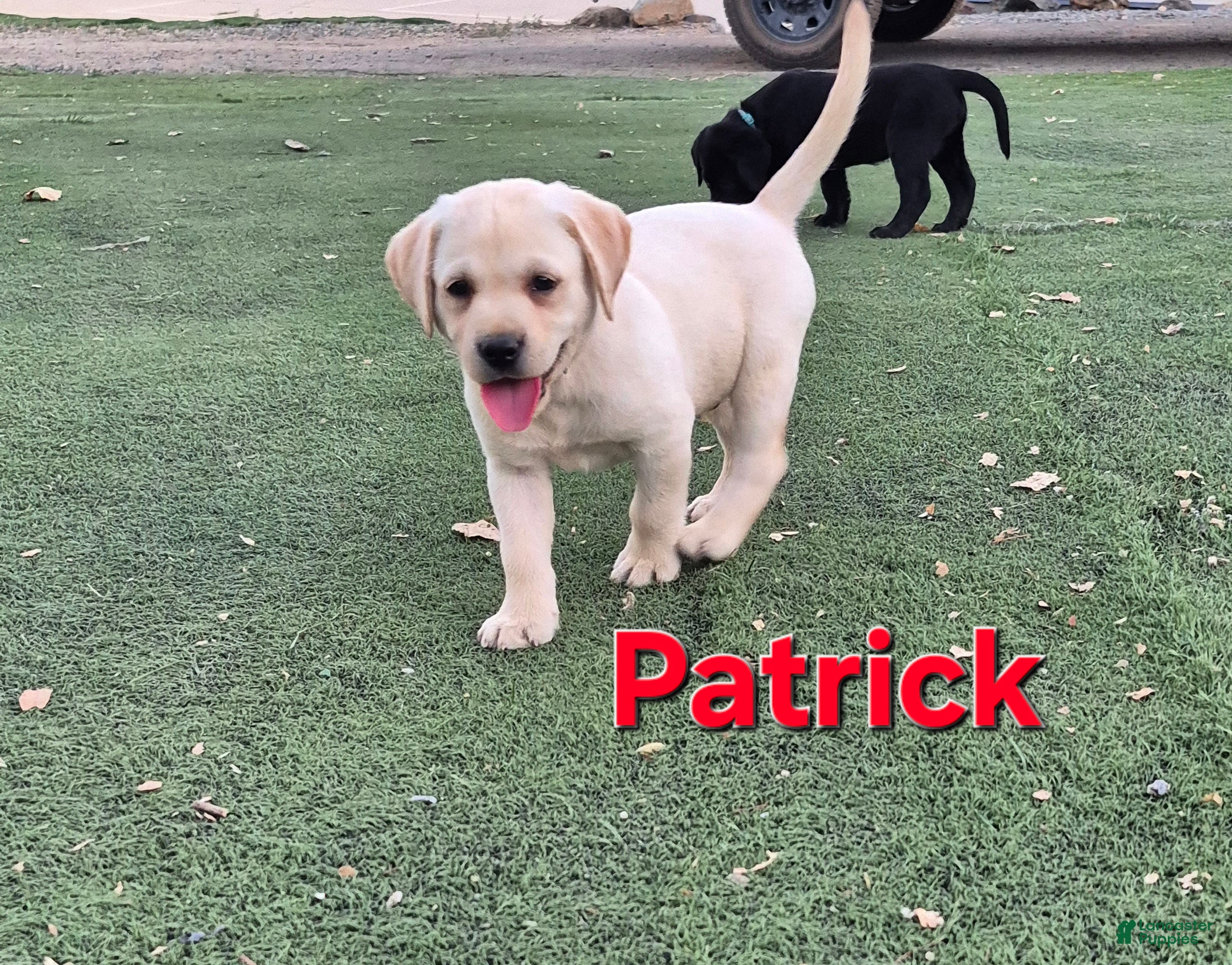 Labrador Retriever dogs for sale: Patrick - Ad 2