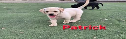 Labrador Retriever dogs for sale: Patrick - Ad 1