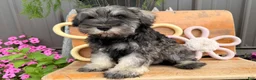 Miniature Schnauzer dogs for sale: Kenneth Miniature Schnauzer  - Ad 3