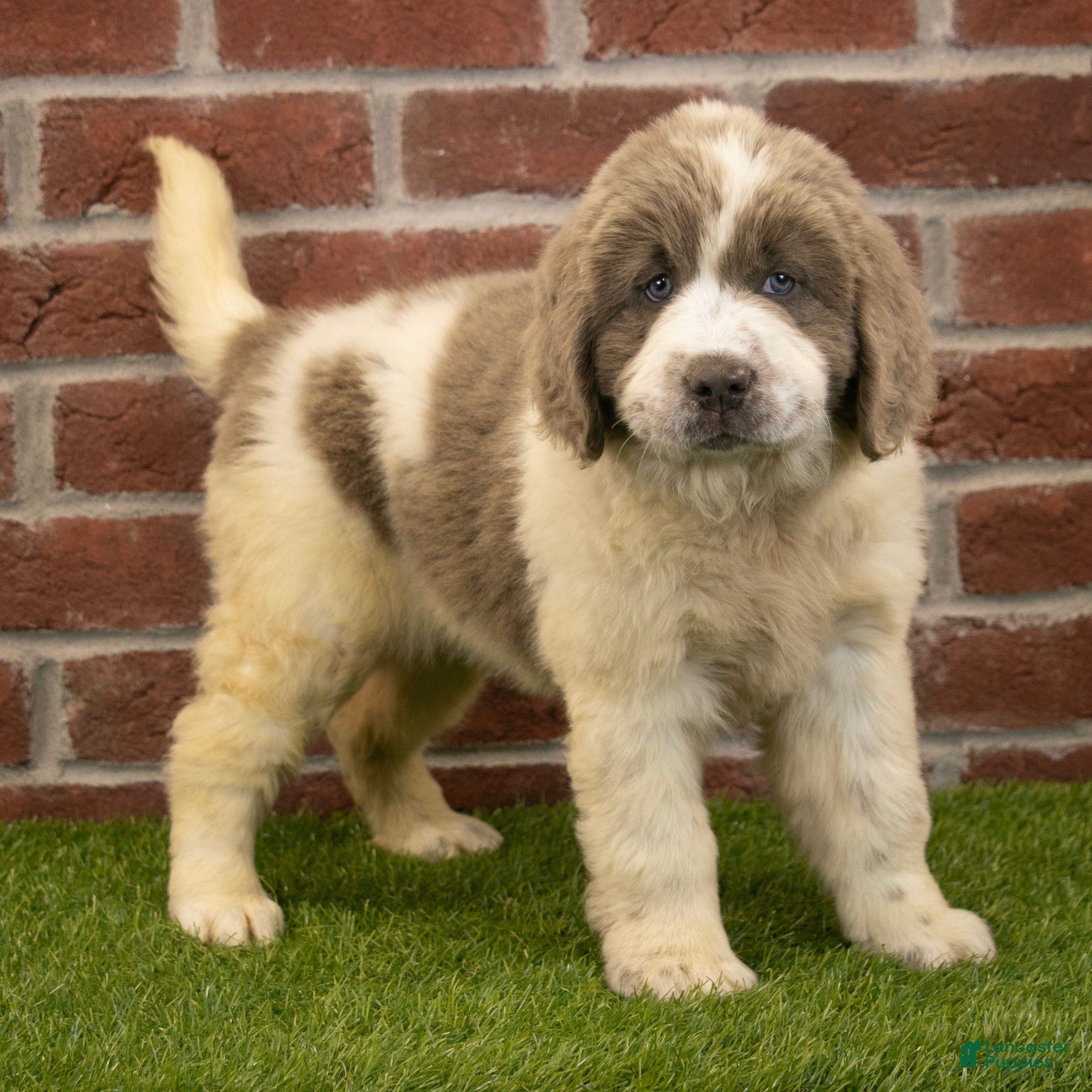 Newfoundland dogs for sale: Megan - Ad 1