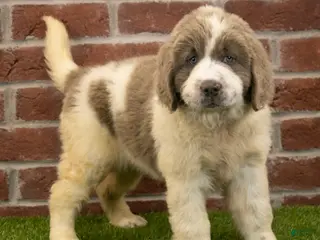 Newfoundland dogs for sale: Megan - Ad 2