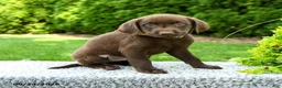 Labrador Retriever dogs for sale: Rose  - Ad 5