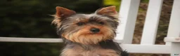 Yorkshire Terrier dogs for sale: Junior - Ad 12