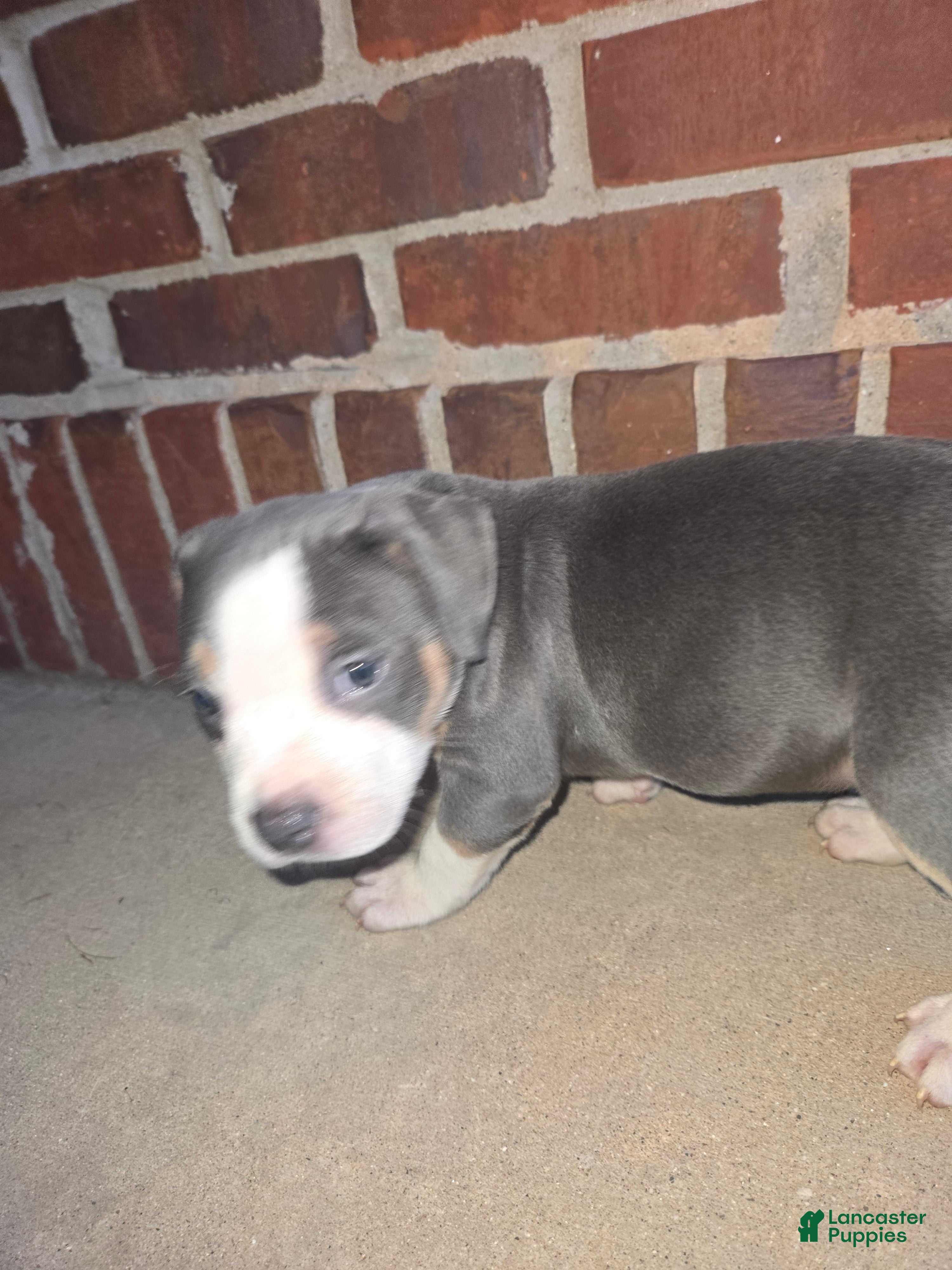 American Bully dogs Kiki - Ad 2