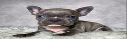 Frenchton dogs for sale: Mr. Kirby - Ad 8
