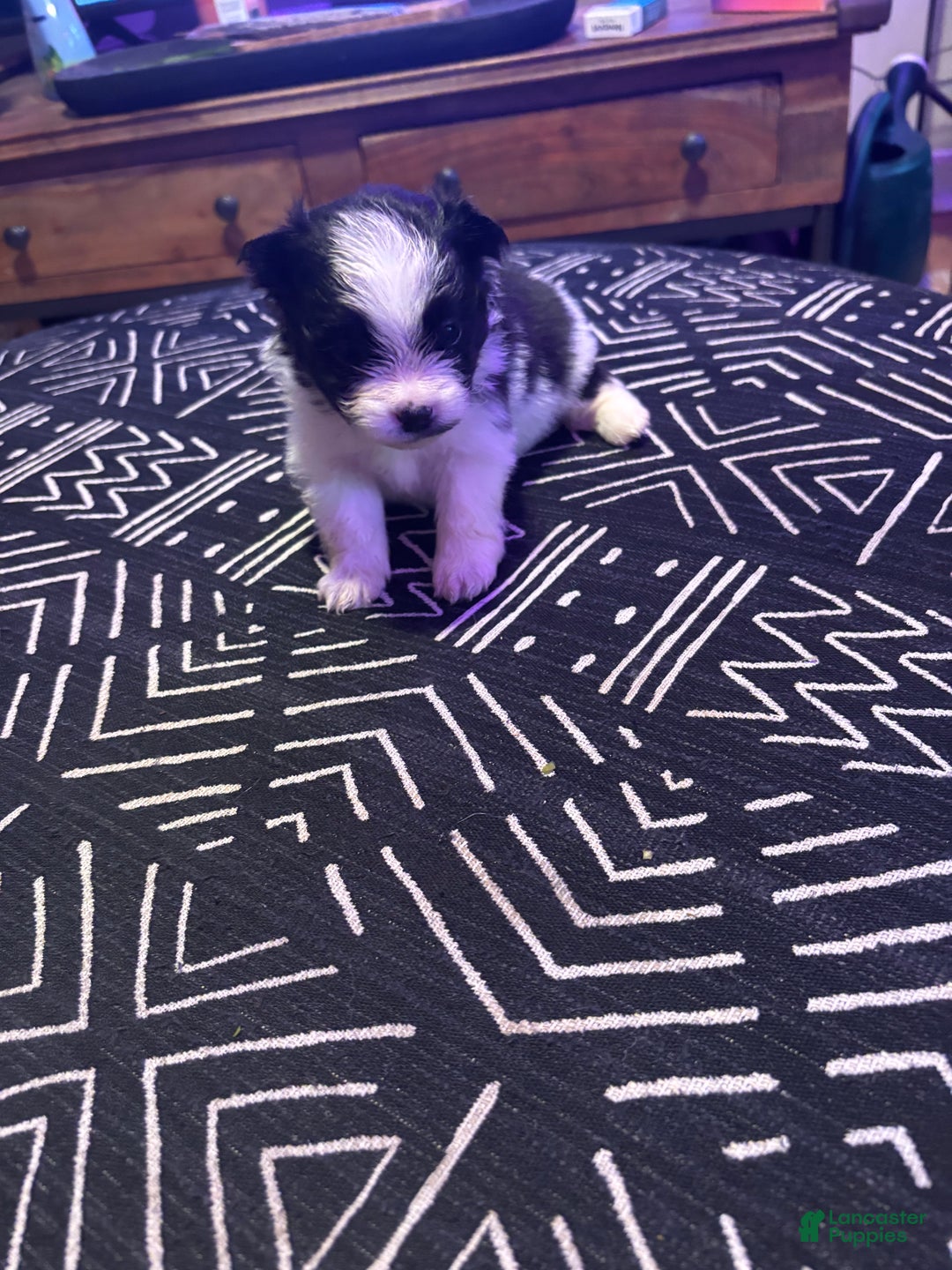 Pomeranian dogs for sale: Domino - Ad 1