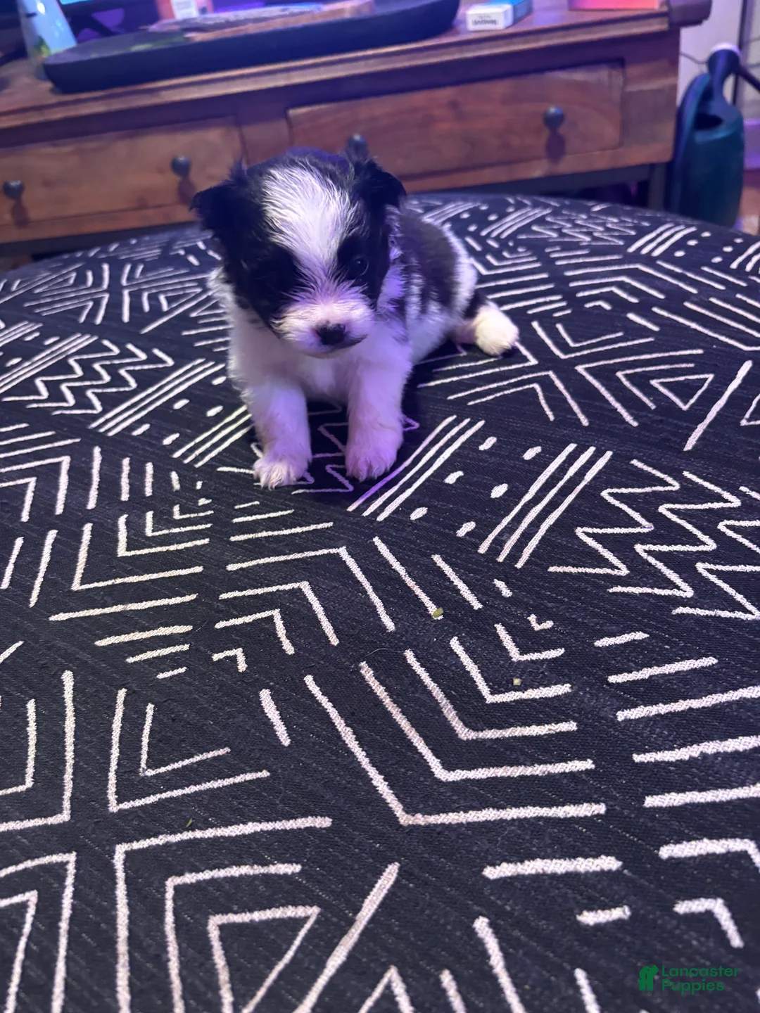 Pomeranian dogs for sale: Domino - Ad 1