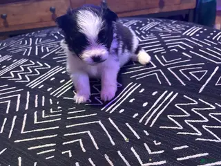 Pomeranian dogs Domino - Ad 2