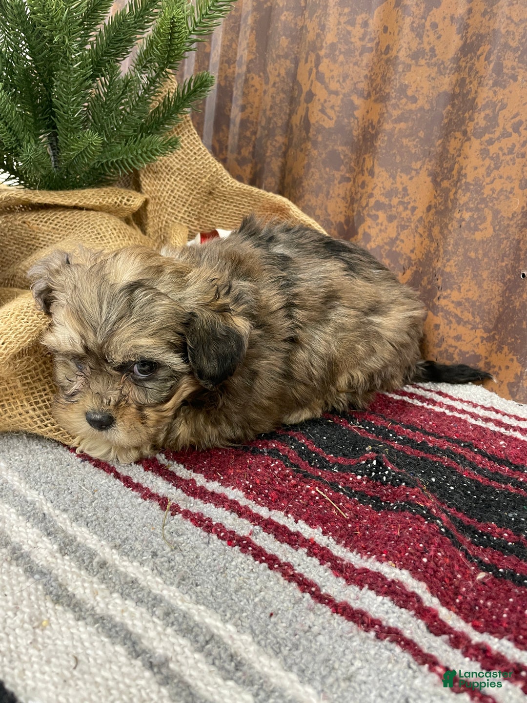 Shihpoo dogs for sale: Callie - Ad 4