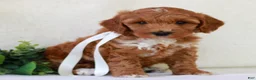 Mini Goldendoodle dogs for sale: Kasey  - Ad 3