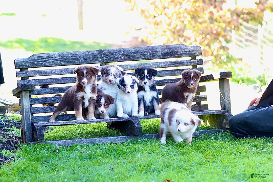 Miniature Australian Shepherd dogs for sale: Gerald - Ad 8