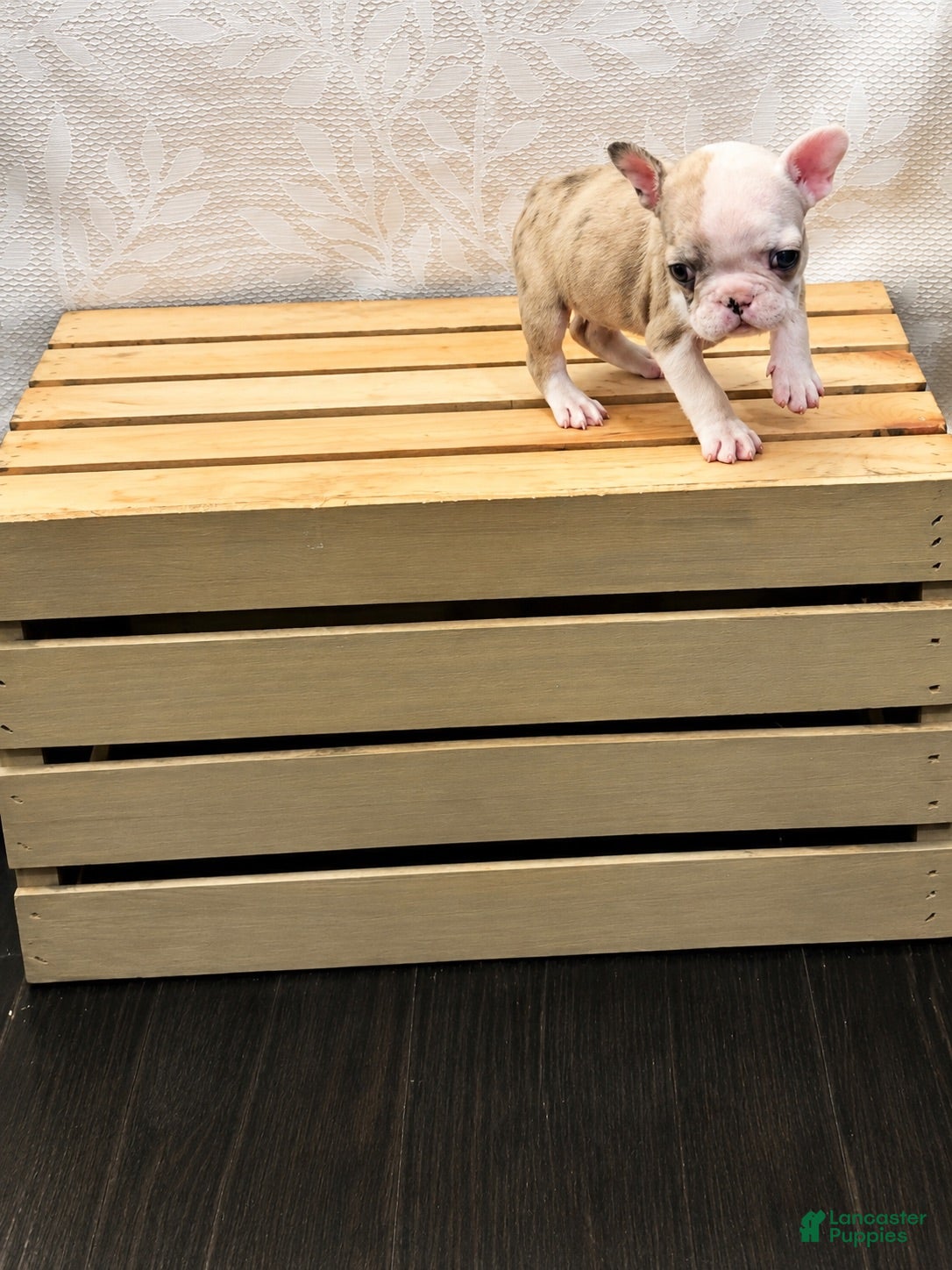 French Bulldog dogs Nina - Ad 1