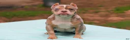American Bully dogs for sale: Lilac Tri Merle Female - Ad 1
