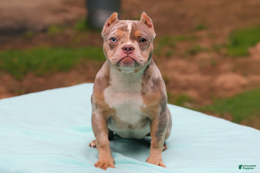 American Bully dogs for sale: Lilac Tri Merle Female - Ad 1
