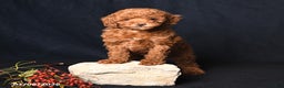 Toy Poodle dogs for sale: Muffin - Ad 4