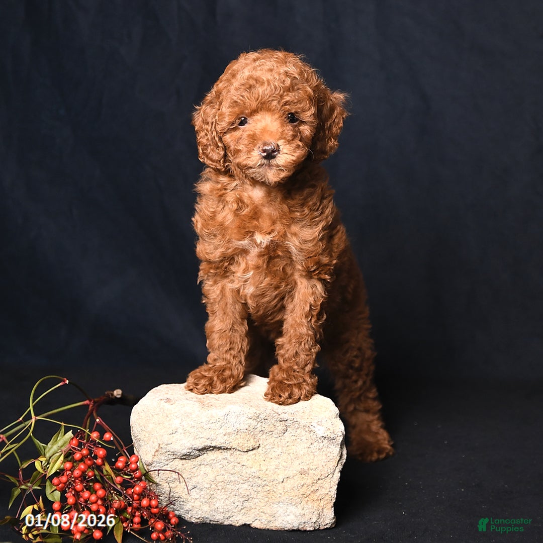 Toy Poodle dogs for sale: Muffin - Ad 4