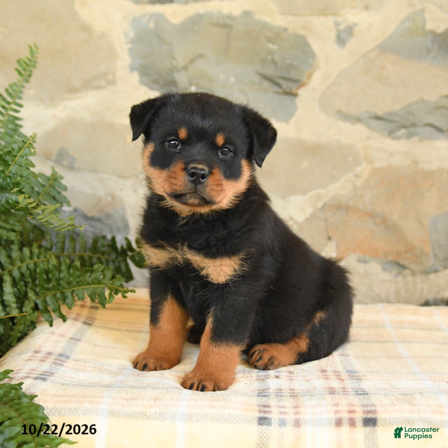 Rottweiler dogs for sale: Blake - Ad 1
